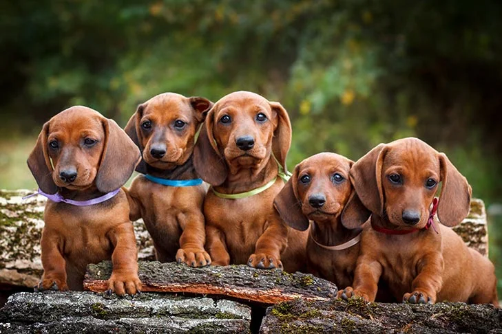 Best Dachshund Puppies for Sale